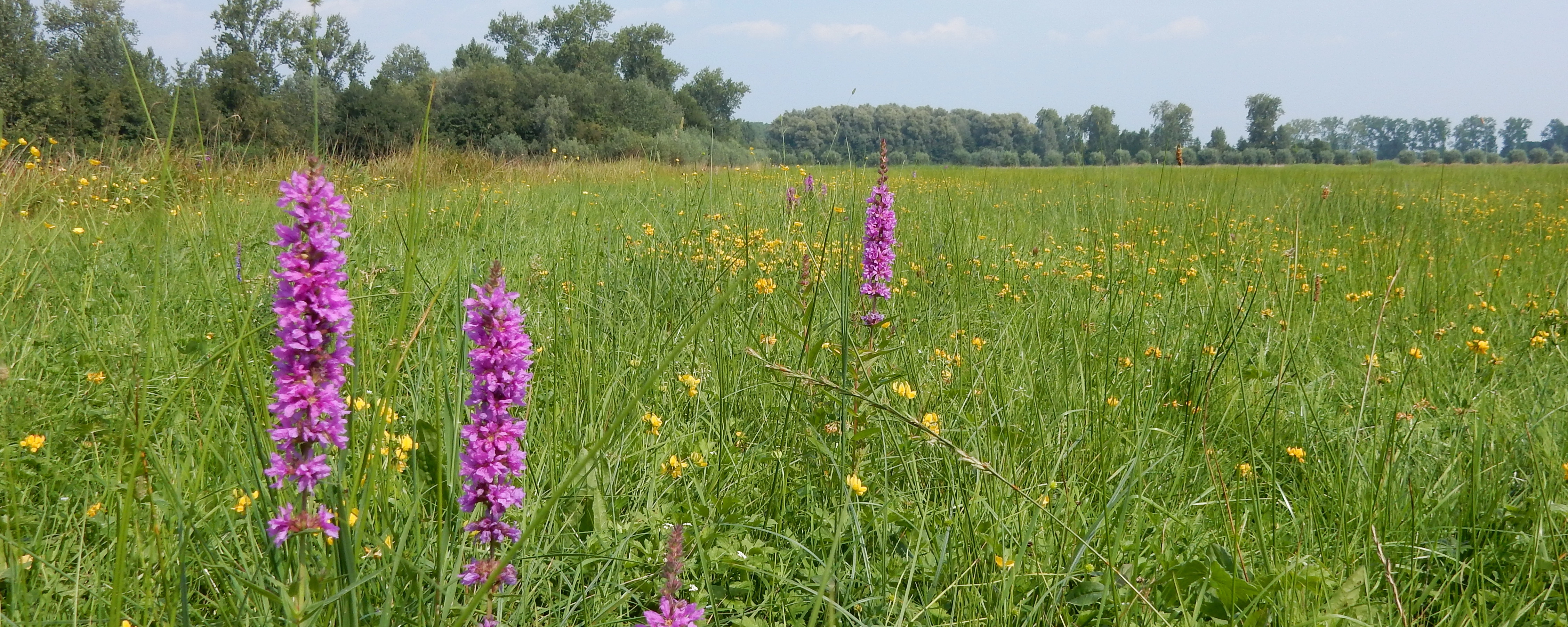 bloemrijk grasland primair.JPG